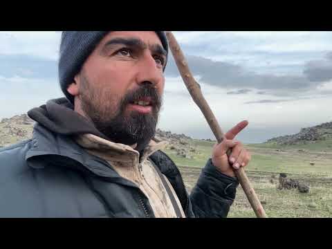 BİR ANDA ORTALIK KARIŞTI KÖPEKLERİ BİRBİRİNE GİRDİ