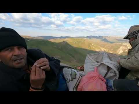 BUGÜN MANDIRA İLK PEYNİRİ ALMAYA GELDİ KOYUN KIRKMA İŞLEMİ