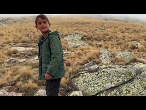 3 KURT KUZULARA SALDIRDI YAVRU ENİK KOVALADI KURTLARI