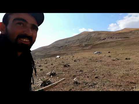 YAVRU KÖPEKLERİN ÜSTÜNE GİDEREK NASIL TEPKİ VERDİKLERİNE