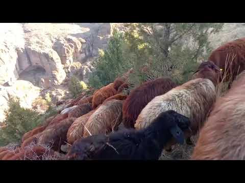 KARANLIKTA KURT EKİBİNİN KÖPEKLERİ KANDIRMA PLANLARI kurt