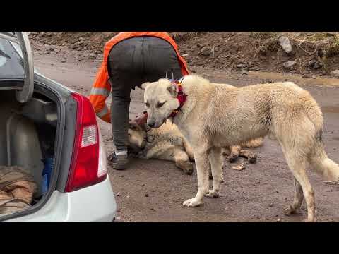 KÖPEKELRE HEDİYE TORKLAR YOĞUN YAĞMURDA MANGAL