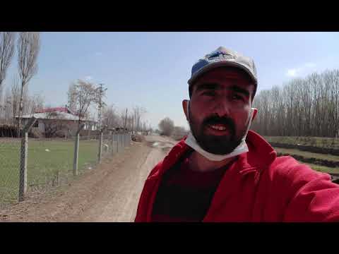 ARTIK GİDİYORUZ KOYUNLARIN YEMLEME DÖNEMİ BİTTİ KÖPEKLERİN