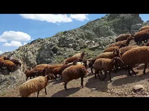 GÖÇ YOLUNDA KUZULAR DELİBAŞ HASTALIĞINA YAKALANIYOR