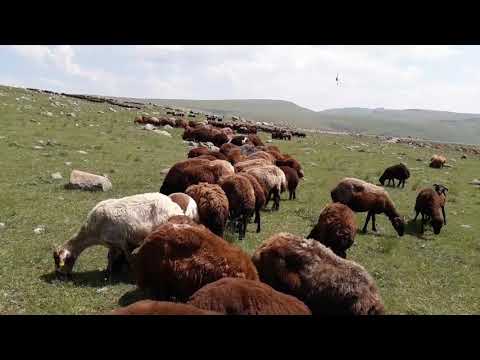 mor koyunda ikiz doğma oranı ne kadar ve bu oranı nasıl