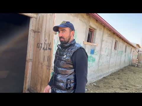 BOZO TAM CESUR KADAR OLMUŞ SATILIK 250 TOKLU