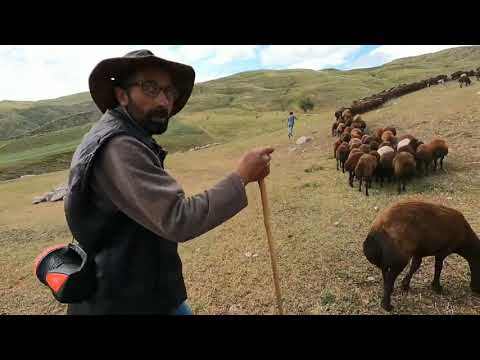 AĞRI ELEŞKİRT MOR KARAMAN KOYUNLARI KÖYLÜLERİN ÇAYIR BİÇME