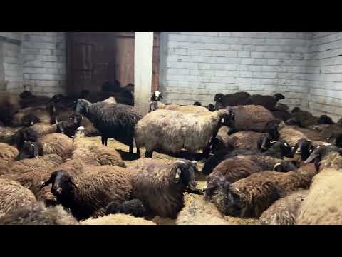 YENİ YAVRULAR İÇİN BİR UMUT