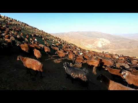 KOÇ DÖVÜŞLERİ İYİCE ŞİDDETLENDİ ŞİDDETLİ BİR YAĞMUR YAĞDI