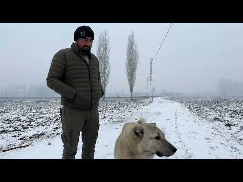 TIRNAKLARI TERS DÖNMÜŞ KOYUN HANGİ KOYUN IRKI DAHA VERİMLİ