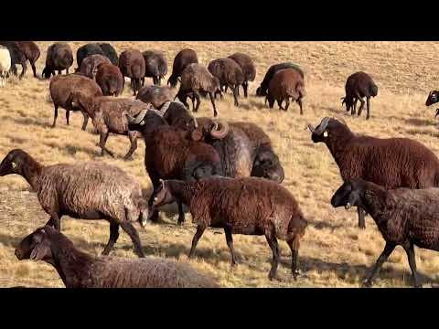 KOÇLARIN LİDERLİK MÜCADELESİ BAŞLADI