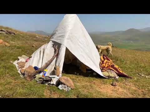 HIRÇO RAHAT DURMADI YAYLADA BÜYÜKBAŞ HAYVANLAR VE