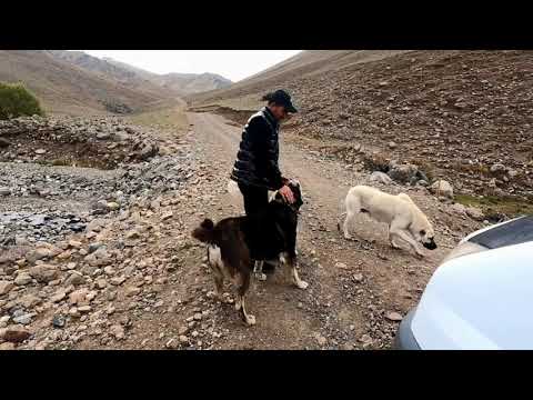 DAĞLARA GERİ DÖNME ZAMANI GELDİ BENİ GÖREN KÖPEKLERİM ÇOK