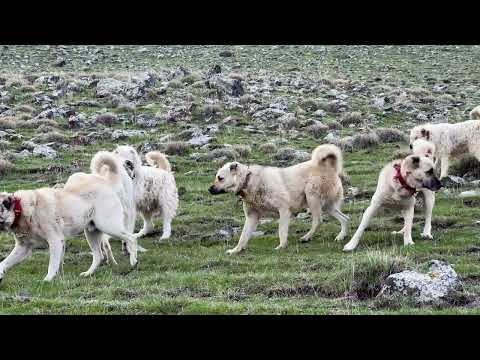 HIRÇO GELİR GELMEZ ORTALIK KARIŞTI