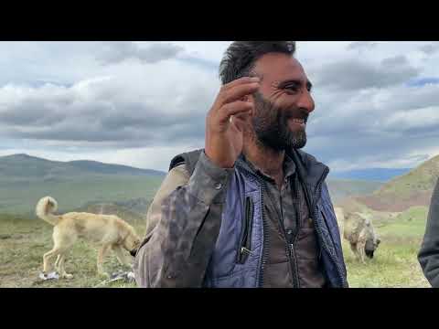 BEŞO İLE BİRLİKTE DAĞLARDA İLK GÜN KOYUNA YAKLAŞAN BÜYÜK