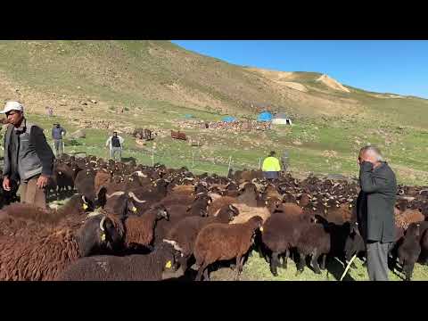 KUZULARI AYIRDIK SAĞIMA BAŞLADIK YAYLA TURU