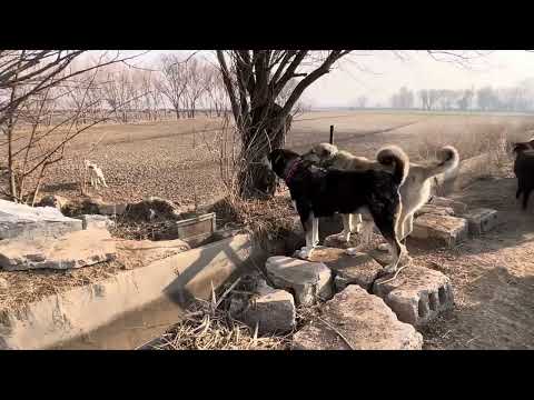 KÖPEKLER BİRBİRİNE GİRDİ AYIRMAYA ÇALIŞIRKEN KÖPEK BENİ
