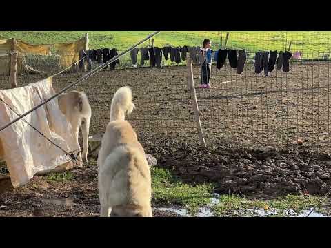 HIRÇONUN KÖPEKLER VE KURTLARA KARŞI TAVRI