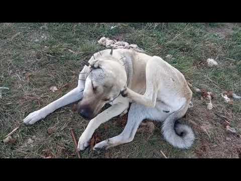 KÖPEKLERİMİZİN KOYUN YATAĞINI KORUMA STRATEJİLERİ
