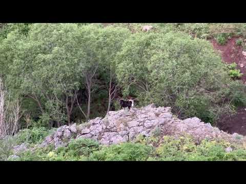 KÖPEKLER AYININ PEŞİNE DÜŞTÜ