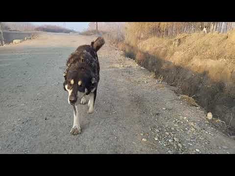 YOLDA KOPEKLERİMİZ BİR SÜRÜ KÖPEKLE KARŞI KARŞIYA GELDİ