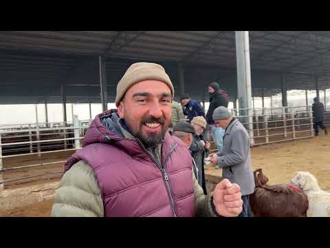 IĞDIR HAYVAN PAZARI SON DURUMLAR ANAÇ KOYUNLAR UCUZ MU