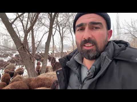 KÜÇÜK SARSE KAZA GEÇİRDİ SON GELİŞMELER