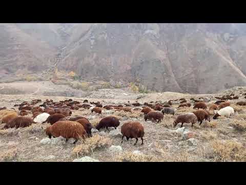 HAVALARIN SOĞUMASI İLE KIŞLAYA İNDİK mor koyun kışlayı