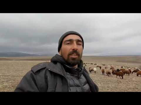 ÇOBANLAR YER DEĞİŞTİRDİ KASIM AMCA GELDİ VUKUAT DA GELDİ 14