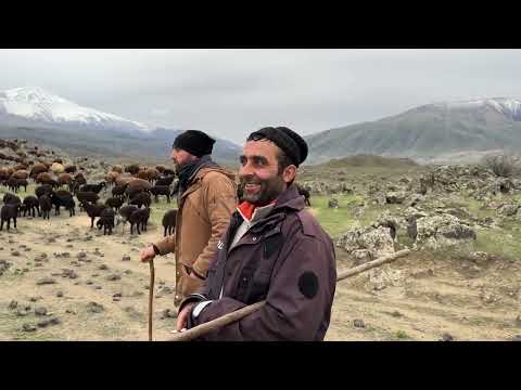 GÖÇ SEZONU BAŞLADI AĞRI DAĞINA GİDİYORUZ