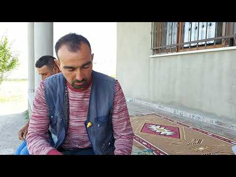 ÇOBANLIĞA DEVAM ASFALT KENARINA GELEN KURTLAR