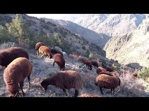 İKİ EMEKTAR KÖPEĞİM İLE ÇOBANLIKTA SON GÜNLERİMİZ ah biz