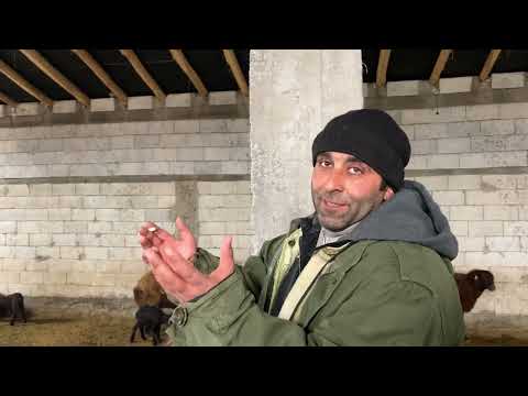 KÖPEKLERE YENİ TASMALAR KAR SANYALİ