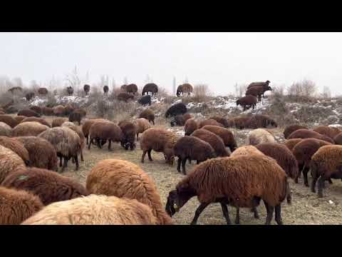 YONCALARDA SON BİR KAÇ GÜN PALAZ YALNIZ