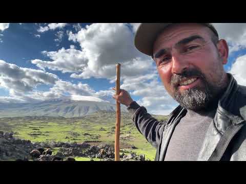 DAĞDA ET KEYFİ KURTLAR RAHAT DURMUYOR ATIMIZ DOĞURDU