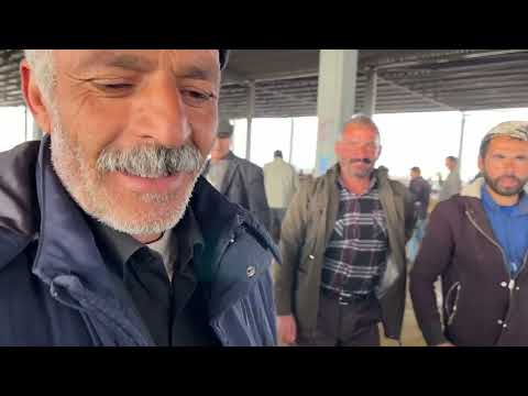 IĞDIR HAYVAN PAZARINDA KOYUN FİYATLARI Nisan 2022 PAZARDA