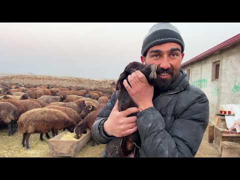 BİR GÜNDE 4 KOYUNDAN 3 Ü İKİZ KÖPEKLER GELİR GELMEZ BOĞUŞTU