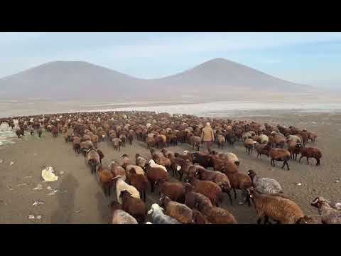 KAR TEDİRGİNLİĞİ GECE BOYU YOL ALDIK 1500 KOYUN AYNI AĞILDA