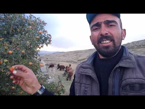 KUZULAR KEKLİK SÜRÜSÜ KUŞBURNU AĞAÇLARI KAN ÇİÇEKLERİ
