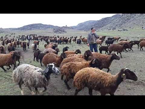 Dağda koyuna balya otu veriyoruz
