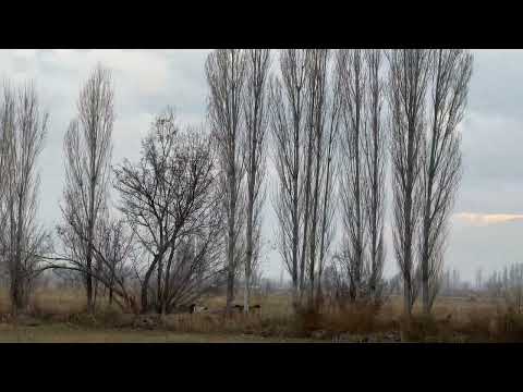 POZGEWR İLE HIRÇO ARASINDA BOĞUŞ ÇELENG ARKADAN SALDIRDI