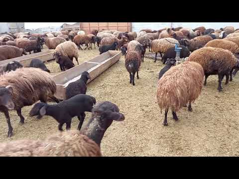 BAHAR YAKLAŞTIKÇA HERŞEY TÜKENİYOR ORGANİK YUMURTALAR VE
