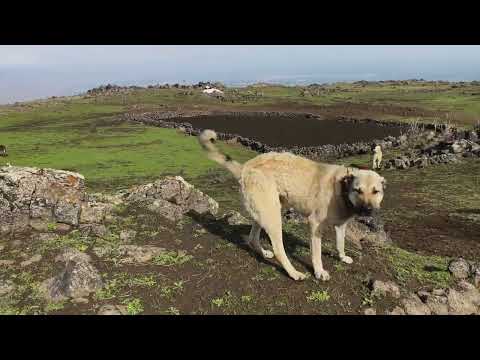 KÖPEKLER HIRÇO İLE BANA SALDIRDI KUZULARA İLAÇ VERDİK 2 gün
