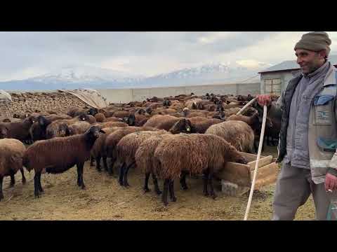 HIRÇO KÖPEKLERLE BOĞUŞMUŞ KANLAR İÇİNDE ARAM BİZE YARDIM