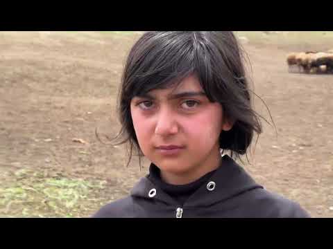 KOYUNLARI KUZULARI TEK TEK AYIRIYORUZ YAYLA SOHBETLERİ