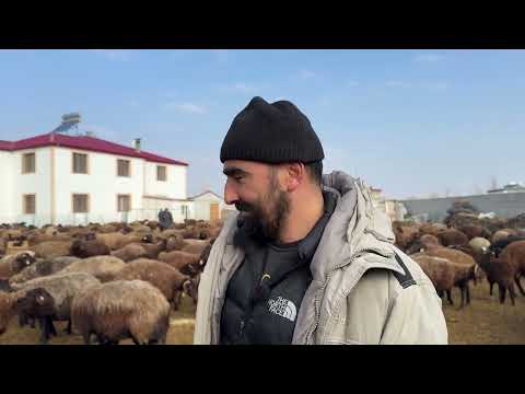 SERT VE ASABİ DİŞİ KÖPEK
