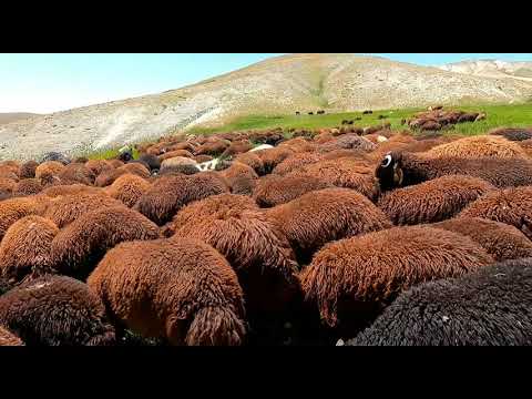 KUZULARA GİTTİM KUZULARIN DURUMU ÇOK İYİ DAMIZLIK MOR