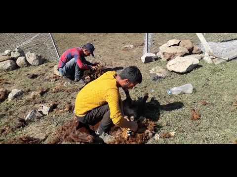KOYUNLARI KIRKIYORUZ rekabete giren çobanlar