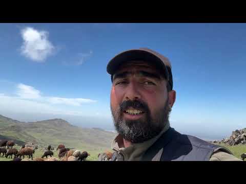 OTLAR ÇOĞALDI KOÇLARIN KAVGALARI BAŞLADI