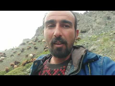 KÖSEDAĞIN DİBİNDEKİ VADİDEN GEÇİYORUZ OTTAN ZEHRİLENEN 2